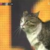 Anfield Cat Anfield Cat
