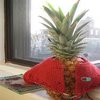 Pineapples Don't have sleeves/Mr owl's knowledge Pineapples Don't have sleeves/Mr owl's knowledge