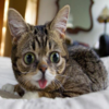 Lil Bub
