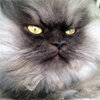 Colonel Meow
