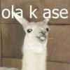 Ola K Ase Ola K Ase