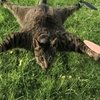 Orvillecopter / Helicopter Cat Orvillecopter / Helicopter Cat