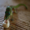Geckosandcheerios Geckosandcheerios