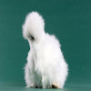 Peyton's Fluffy Chicken Peyton's Fluffy Chicken