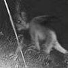 The Jersey Devil The Jersey Devil