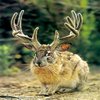 Jackalope Jackalope