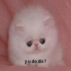 Y U Do Dis? Y U Do Dis?