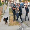 Hawthorne Dog Police Shooting Hawthorne Dog Police Shooting