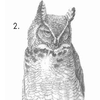How To Draw an Owl How To Draw an Owl