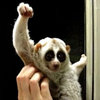Slow Loris' Victory Pose with UC Slow Loris' Victory Pose with UC