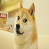 Doge Doge
