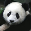 Pandas Pandas