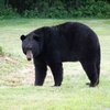 Barrier-breaking Black Bear Barrier-breaking Black Bear