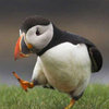 Unpopular Opinion Puffin
