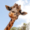 The Great Giraffe Challenge The Great Giraffe Challenge