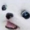 Doog Doog
