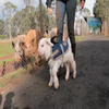 Frostie the Goat Frostie the Goat