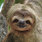 Slothy