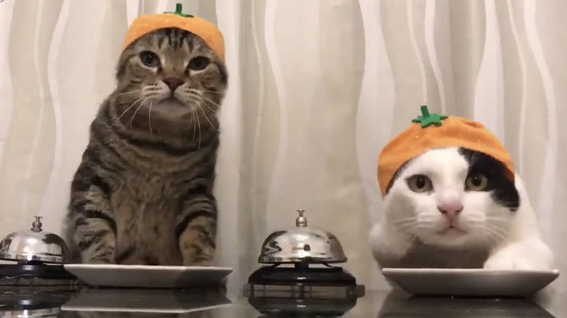 Two Cats Politely Asking for Food