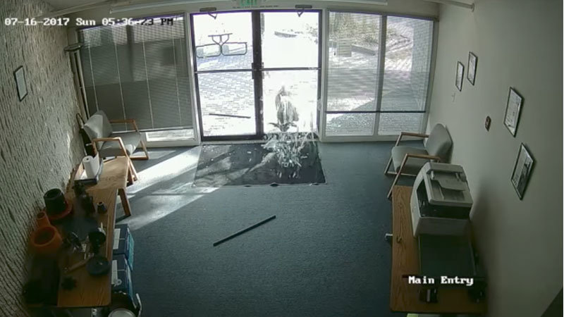 Security Cam Catches Goat Breaking Into Office