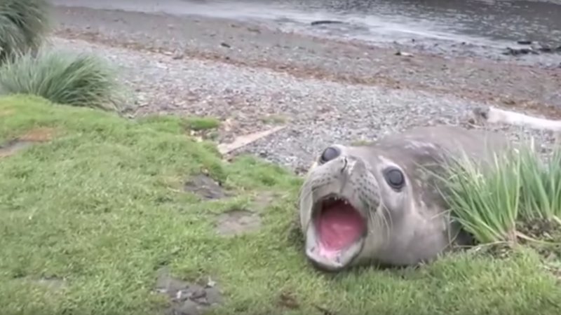 The Plight of the Noble Sea Lion