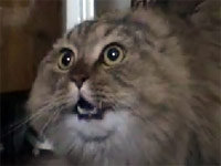 NONONONO Cat 