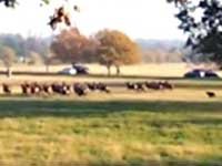 Benton the Deer Chasing Dog