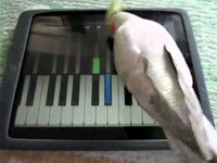 Animals Playing With iPads