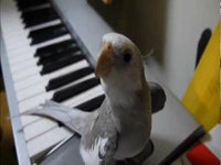 Cockatiel