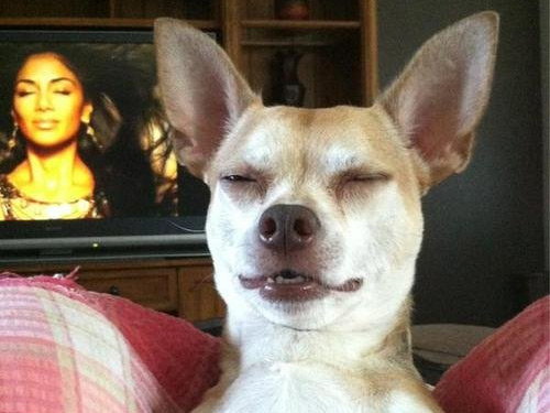 Doggleganger