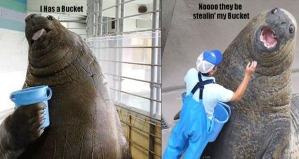 Image result for walrus bucket