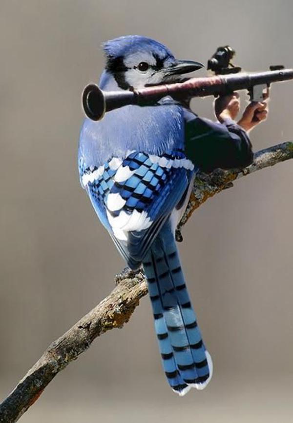 [Image 116641] Birds with Arms Know Your Meme