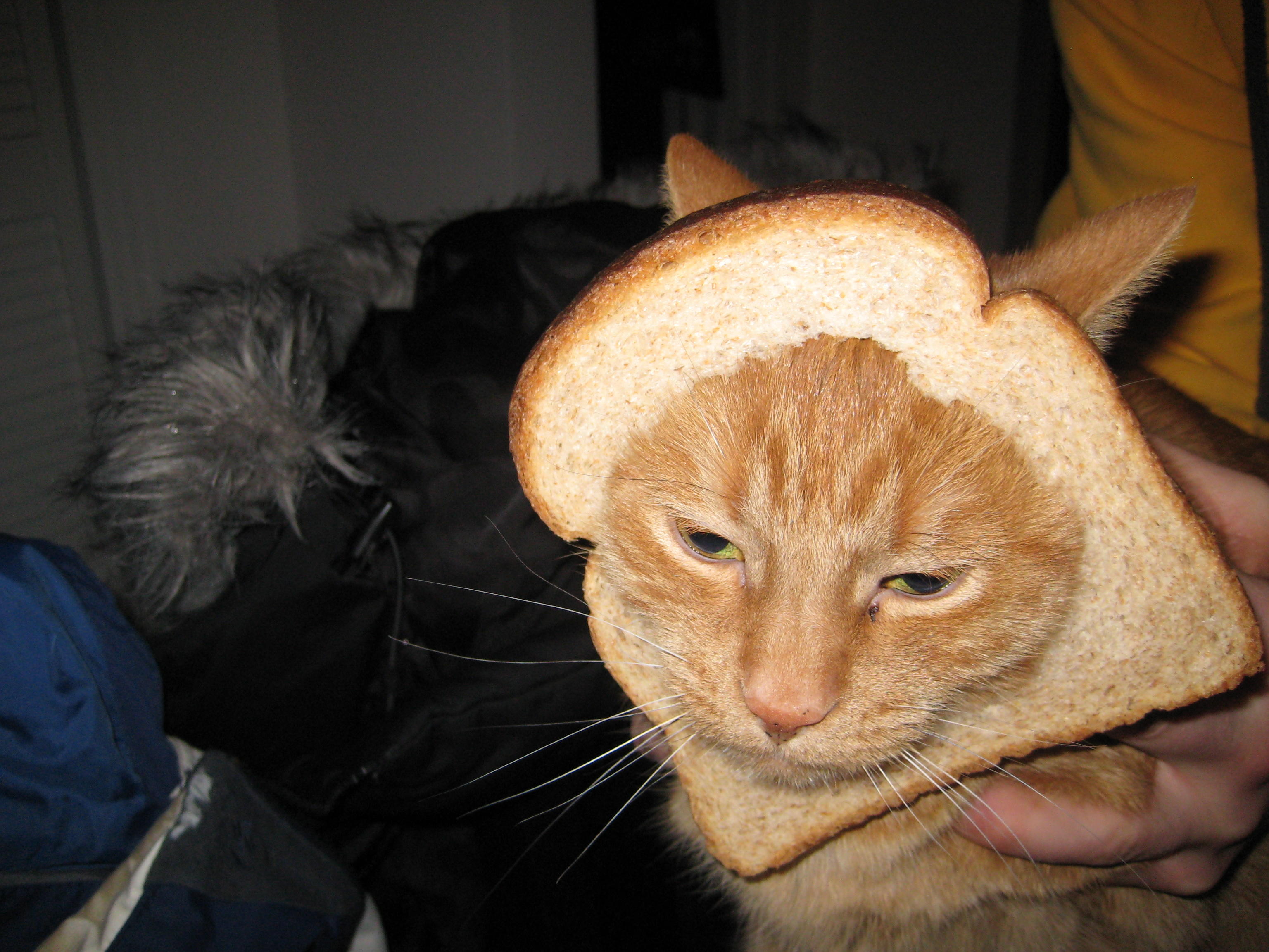 [Image 244852] Cat Breading Know Your Meme