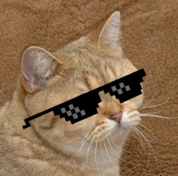 Deal with the Stare Starecat / Grafics Cat Know Your Meme