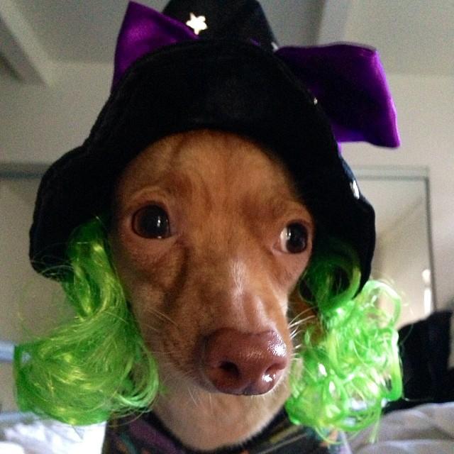 [Image 653767] Phteven / Tuna the Dog Know Your Meme