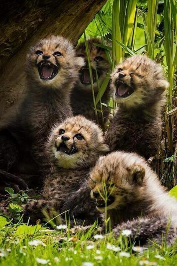 Baby Cheetahs Cute Animals Know Your Meme