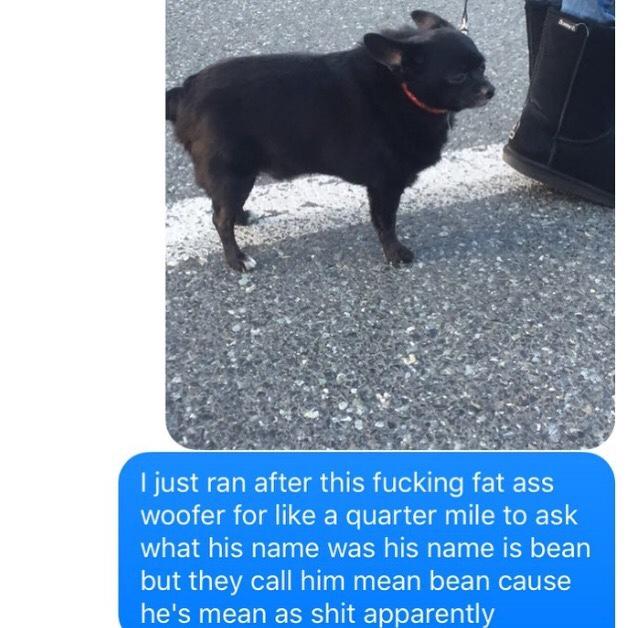 mean bean Dogs Know Your Meme