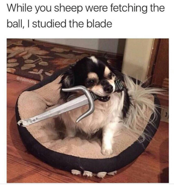 While you sheep were fetching the ball, I studied the blade I Studied