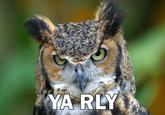 O RLY?