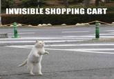 LOLcats