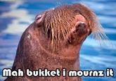 Lolrus