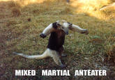 I'm an Anteater!!!