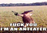 I'm an Anteater!!!