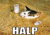 LOLcats