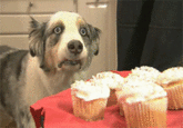 Cupcake Dog
