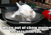 A cat is fine too....