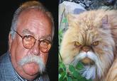 Diabeetus