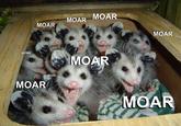 MOAR
