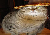 Pancake Bunny