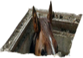 Sewer Horse/Basement Horse